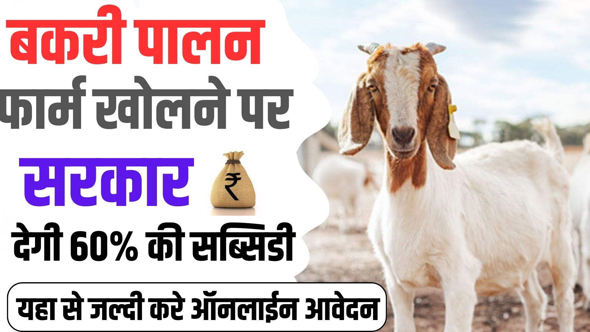 Goat Farming Scheme